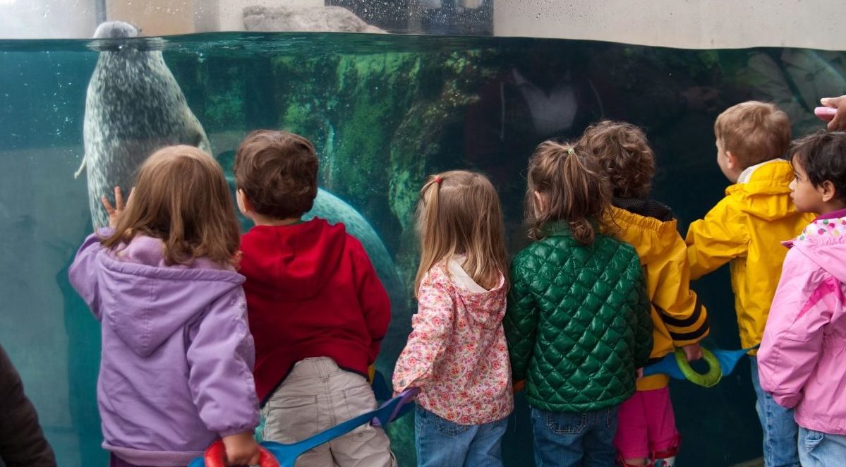 Photo of children observing a seal